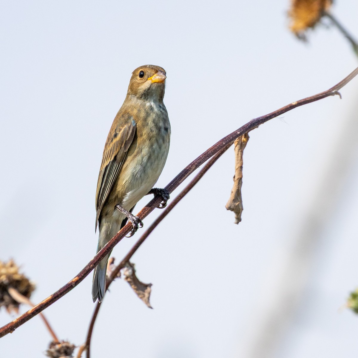 Passerin indigo - ML644226292