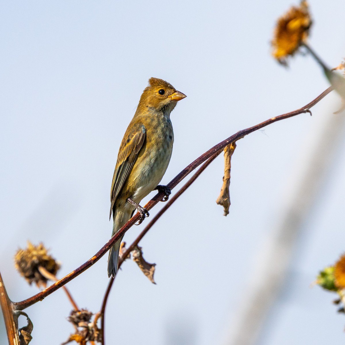 Passerin indigo - ML644226293