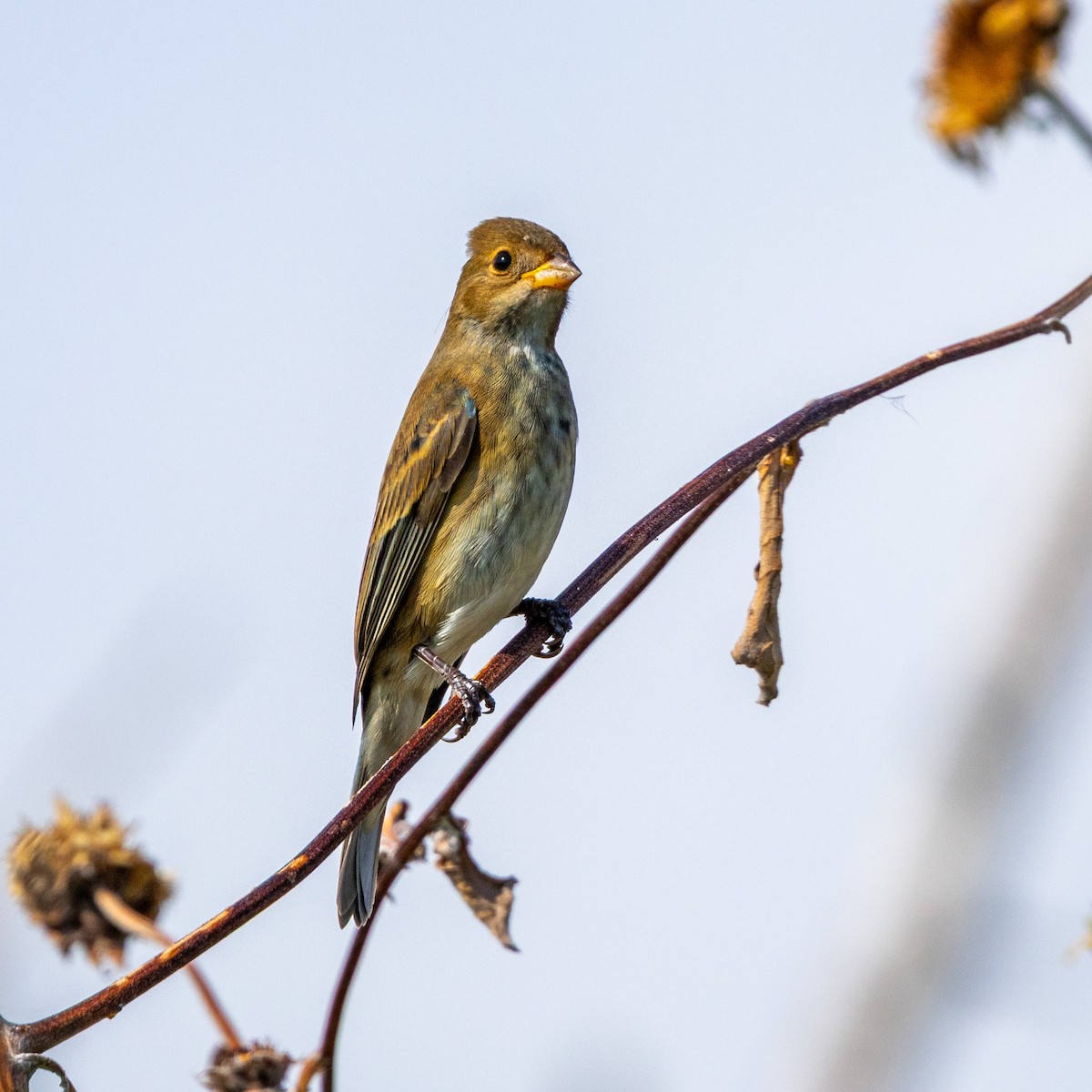 Passerin indigo - ML644226294