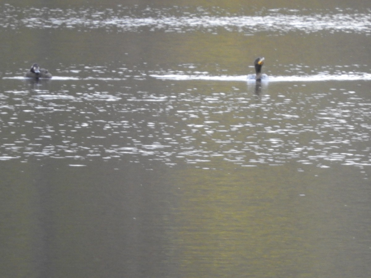 Double-crested Cormorant - ML644226303