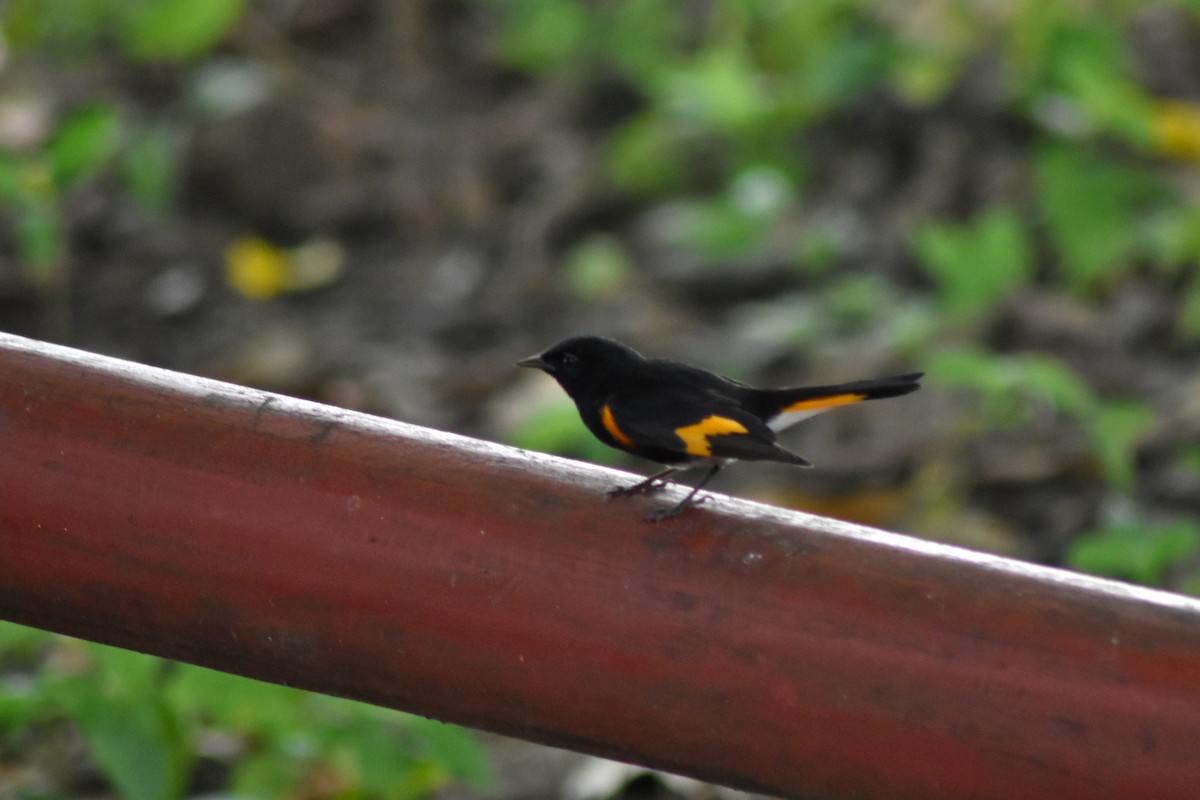 American Redstart - ML644226304