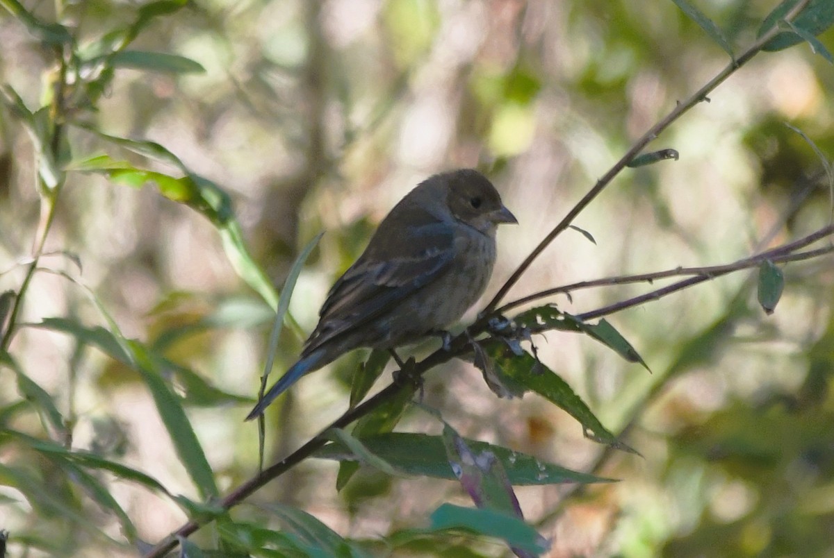Passerin indigo - ML644226311