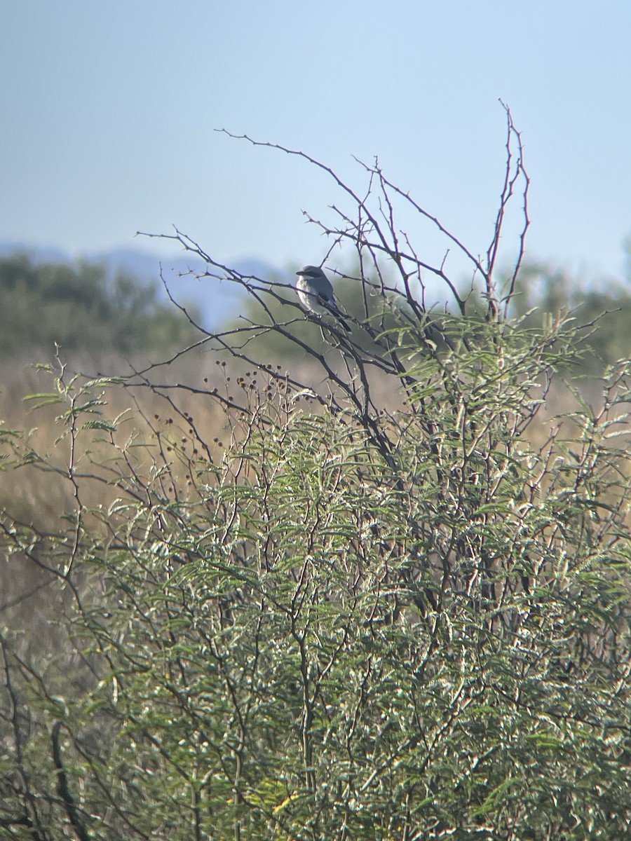 Loggerhead Shrike - ML644226317
