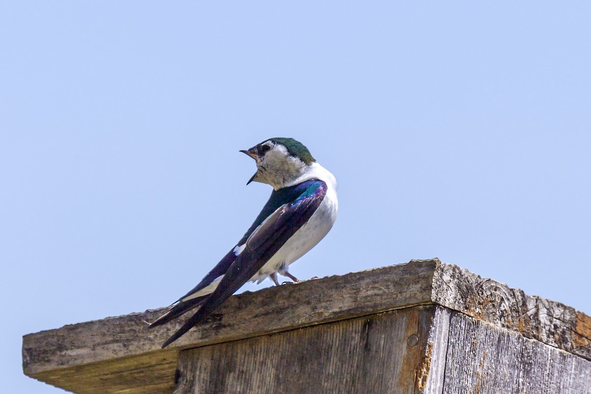 Golondrina Verdemar - ML644226322
