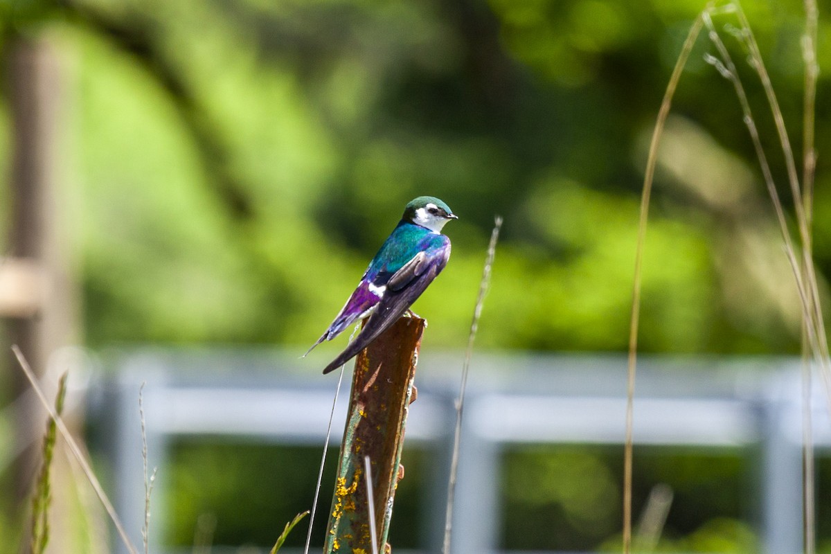 Golondrina Verdemar - ML644226323
