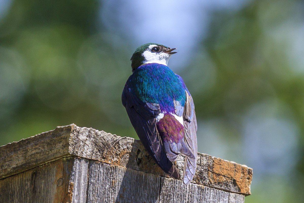 Golondrina Verdemar - ML644226324