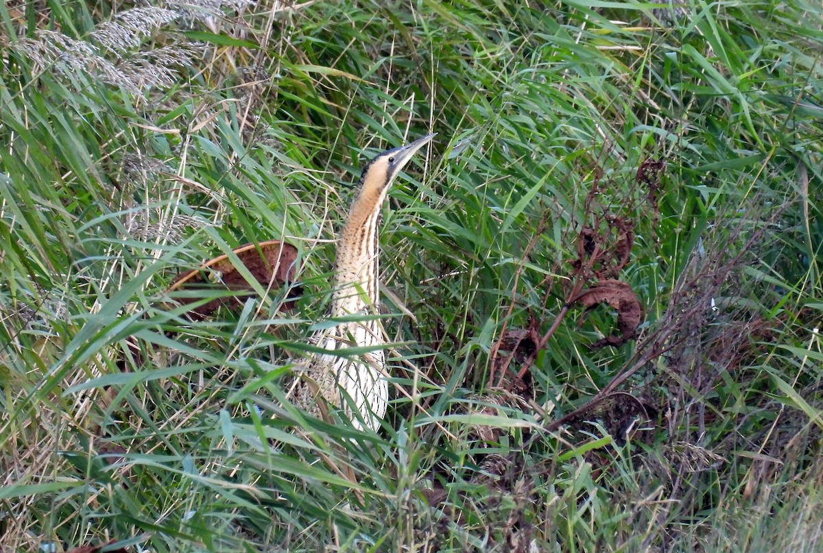 Avetoro Común - ML644226331