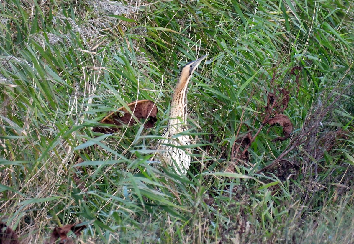 Avetoro Común - ML644226332