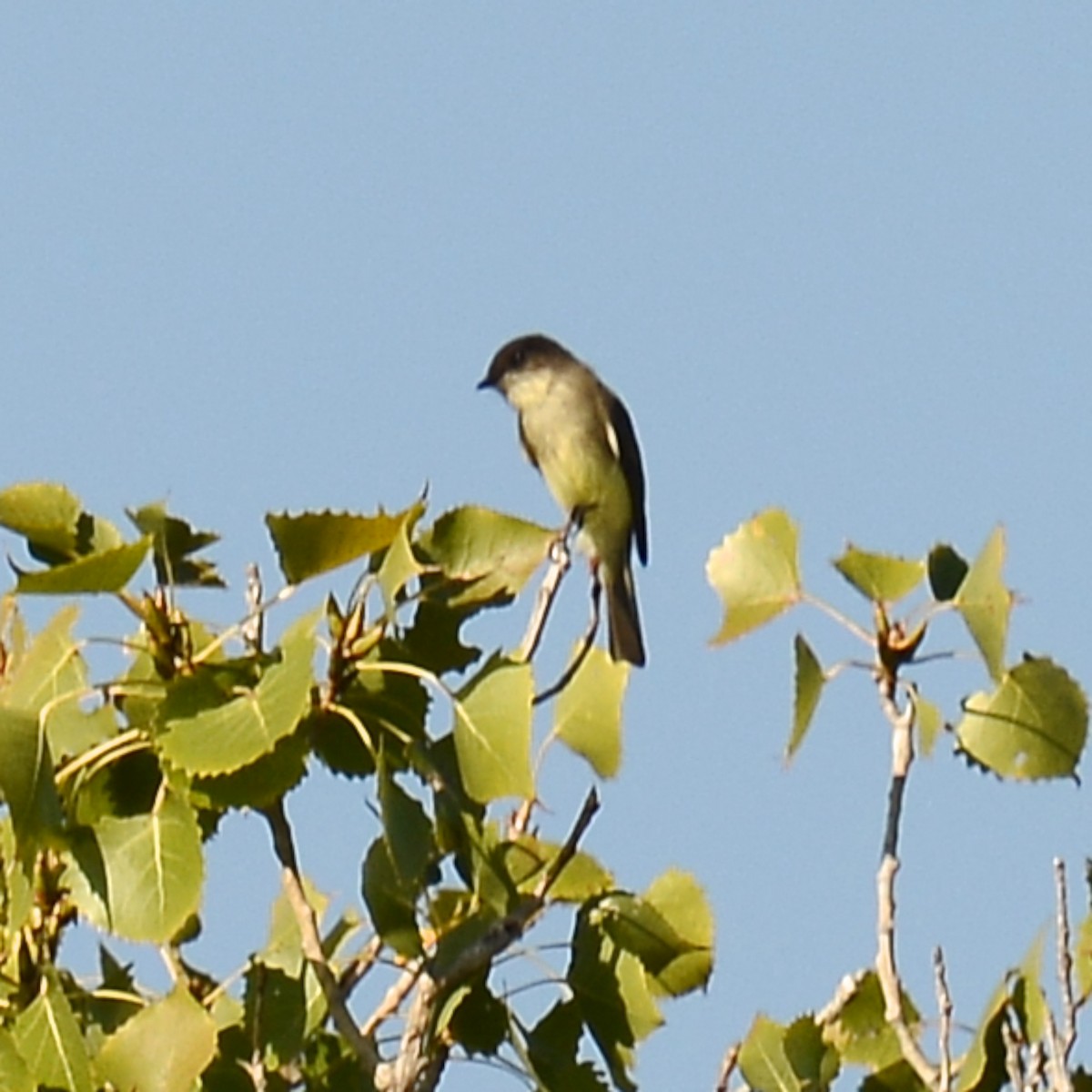 Mosquero Fibí - ML644226343