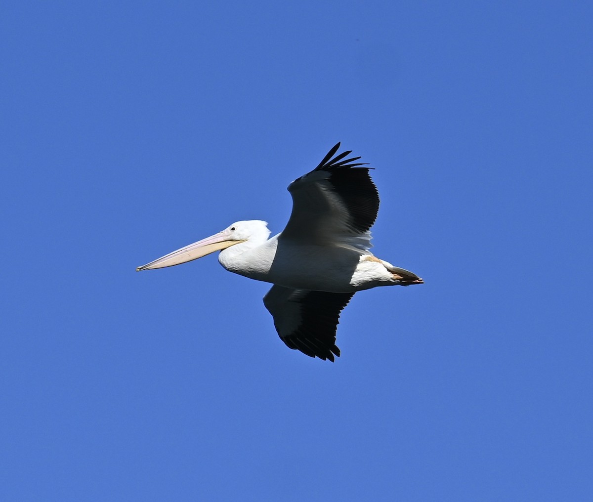 pelikán severoamerický - ML644226344