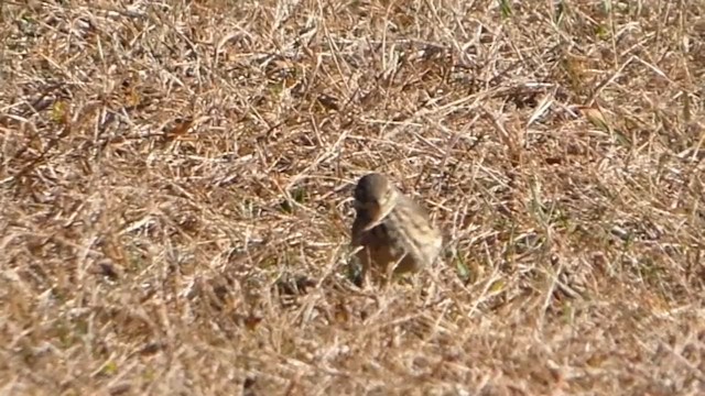 American Pipit - ML644226345