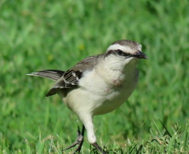 Sinsonte Calandria - ML644226346