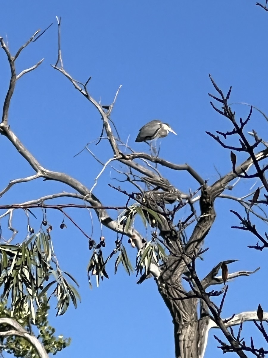 Garza Azulada - ML644226347