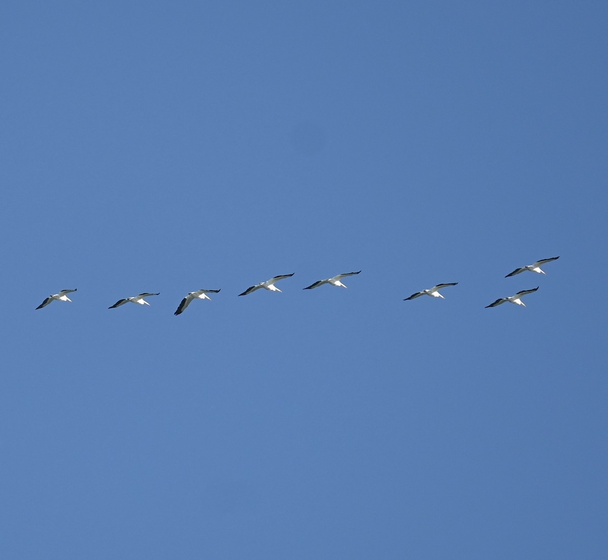 pelikán severoamerický - ML644226350