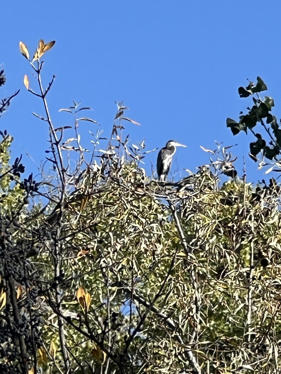 Garza Azulada - ML644226361