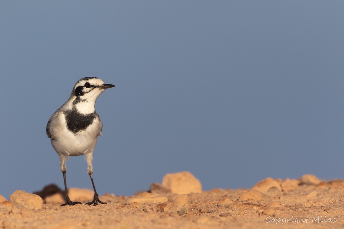 White Wagtail (Moroccan) - ML644226372