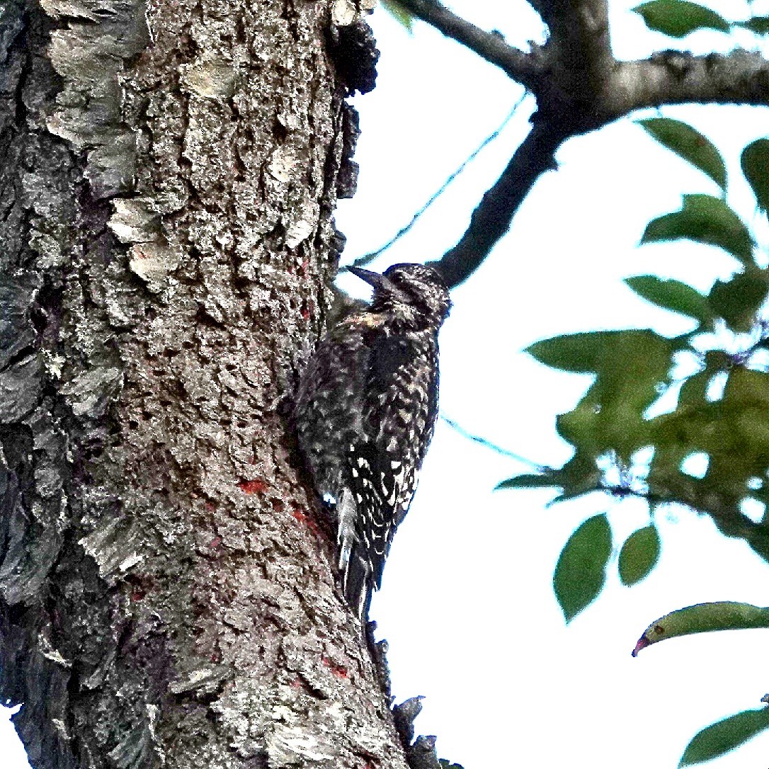 Yellow-bellied Sapsucker - ML644226373
