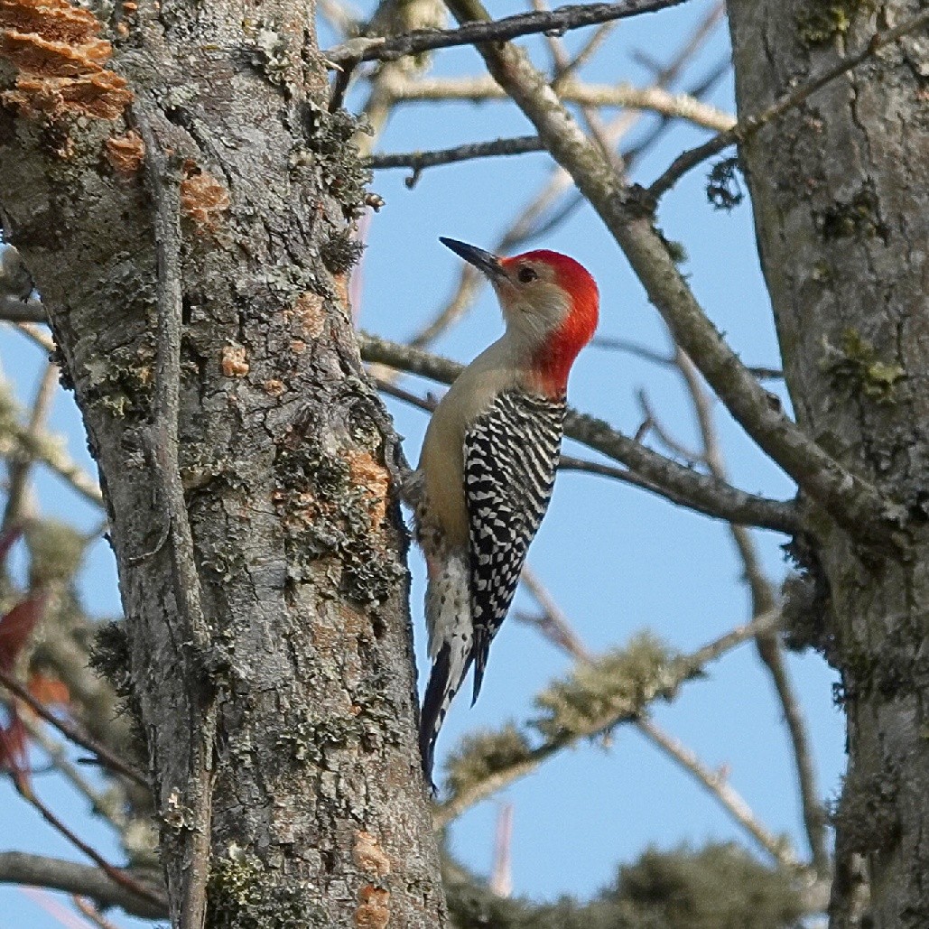 Red-bellied Woodpecker - ML644226381