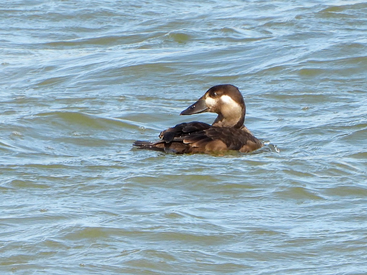 Surf Scoter - ML644226382