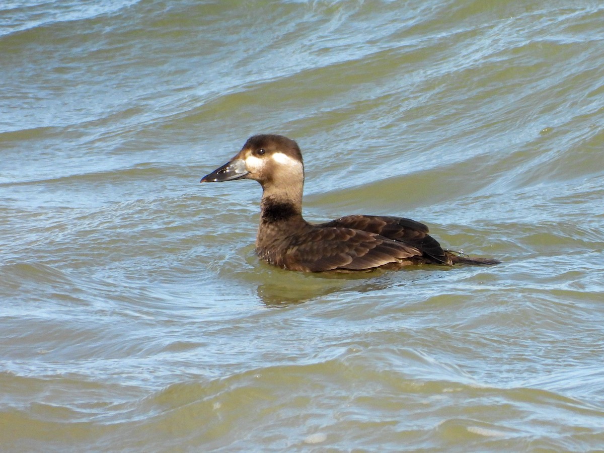 Surf Scoter - ML644226383