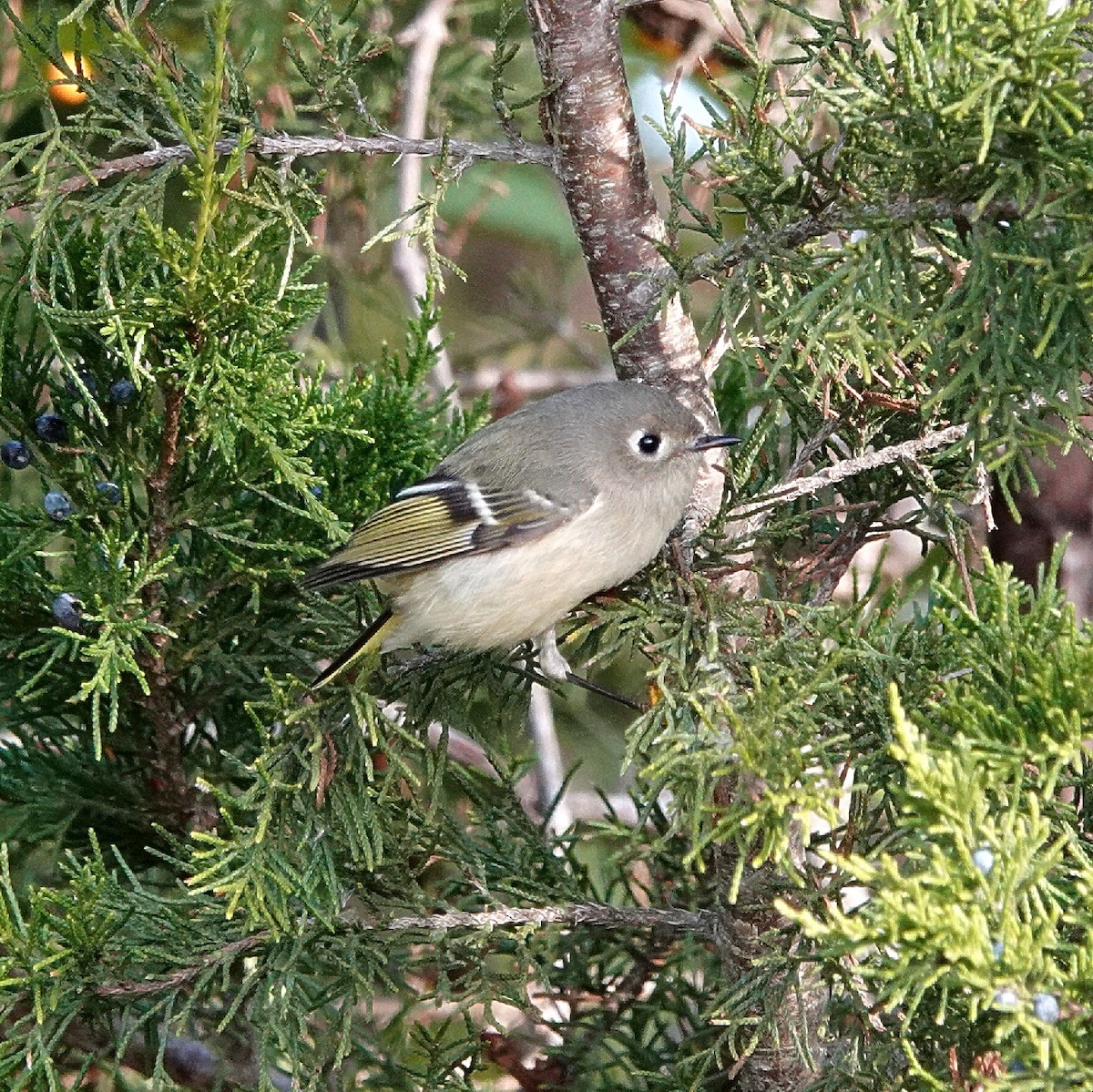 Ruby-crowned Kinglet - ML644226394
