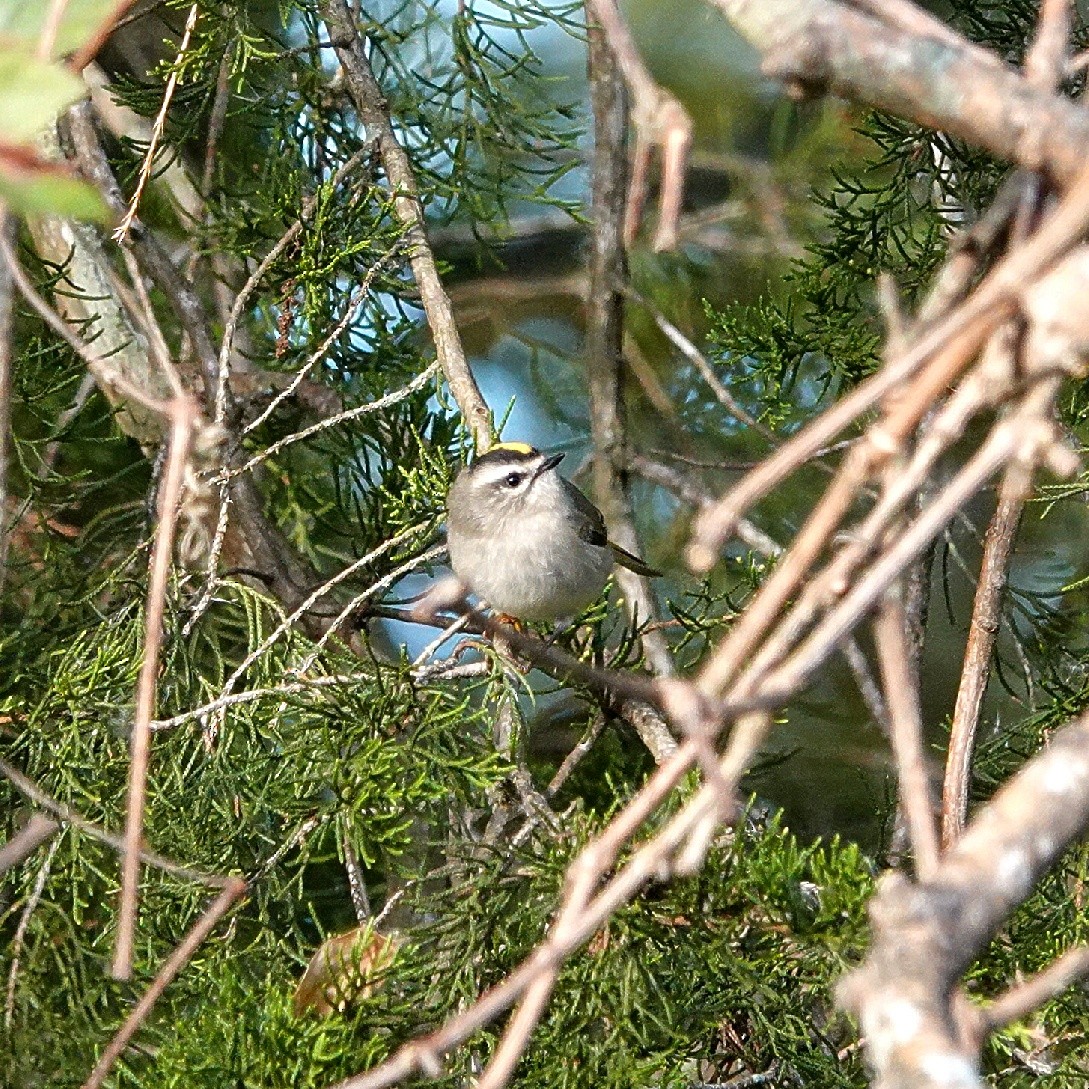Golden-crowned Kinglet - ML644226398
