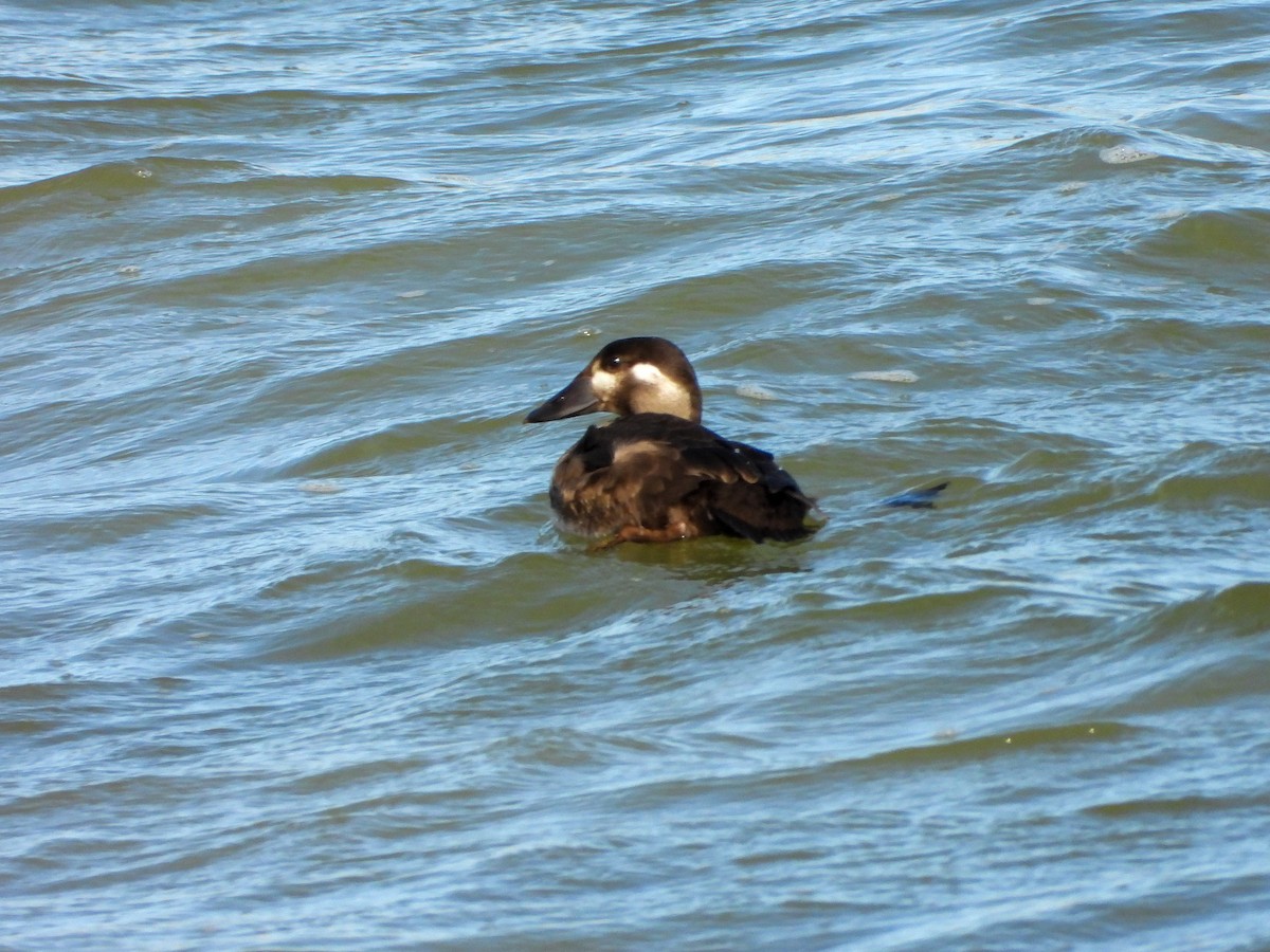 Surf Scoter - ML644226406