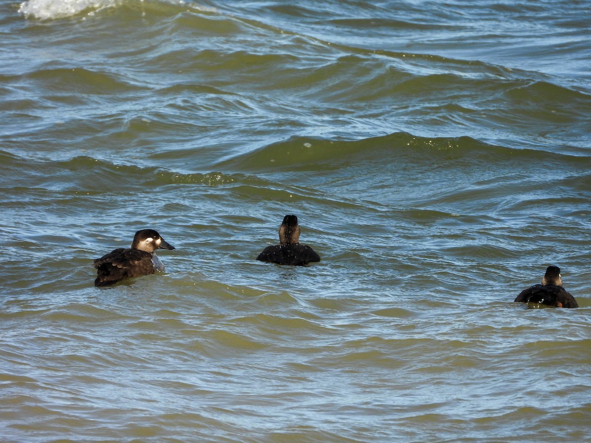 Surf Scoter - ML644226407