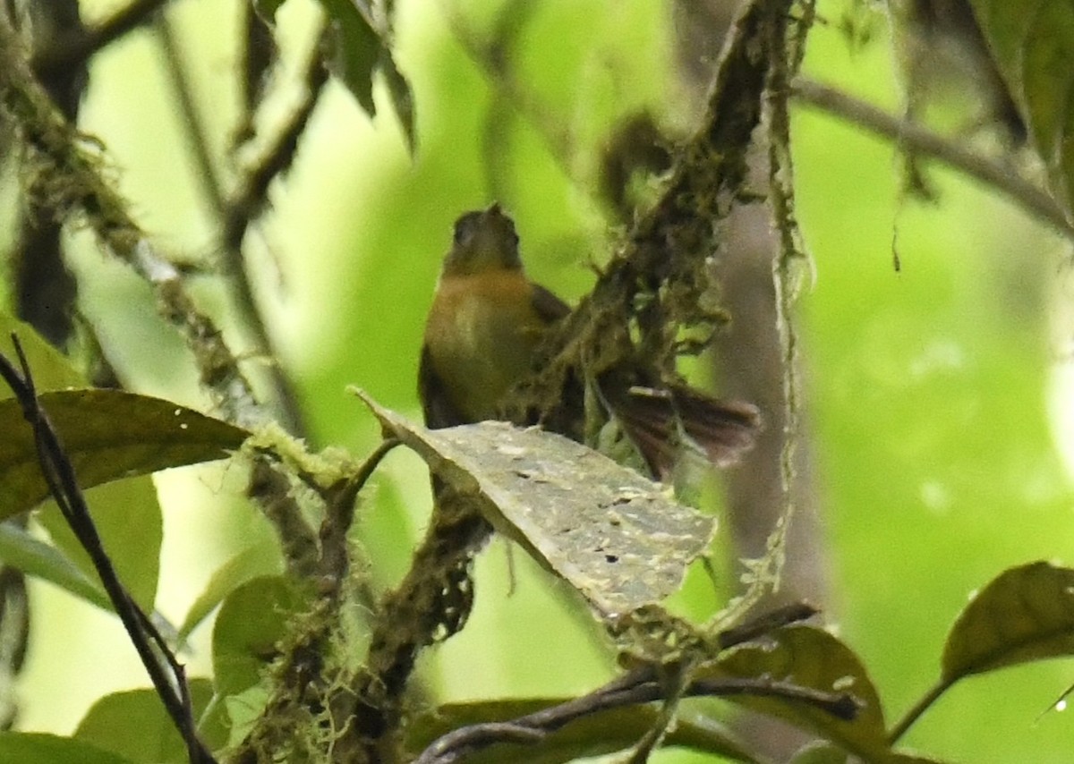 tyranovec sírovokostřecový - ML644226409