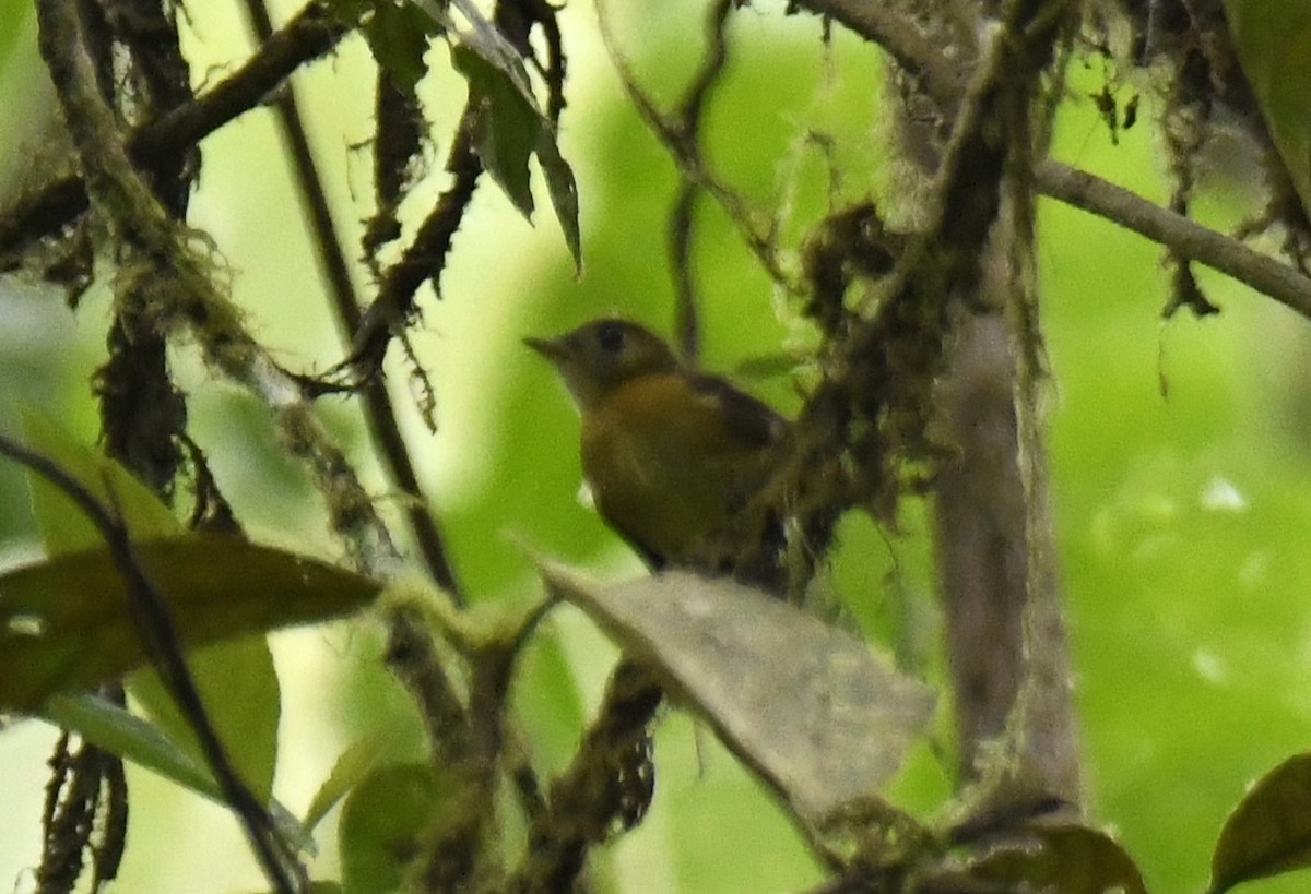 tyranovec sírovokostřecový - ML644226412