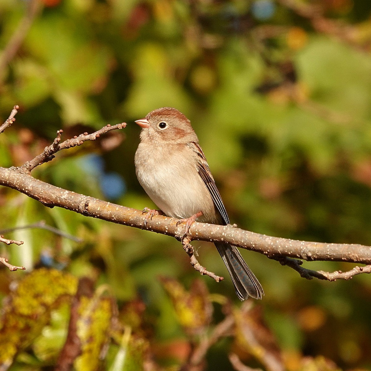 Field Sparrow - ML644226418
