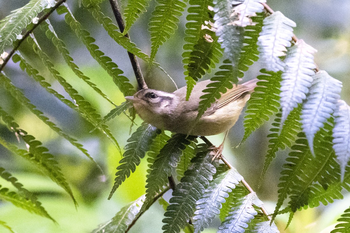 costaricaparula - ML644226419