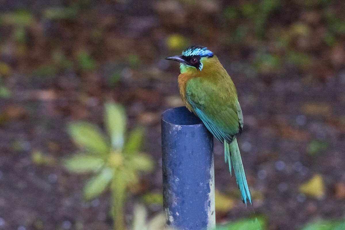 レッソンハチクイモドキ - ML644226424