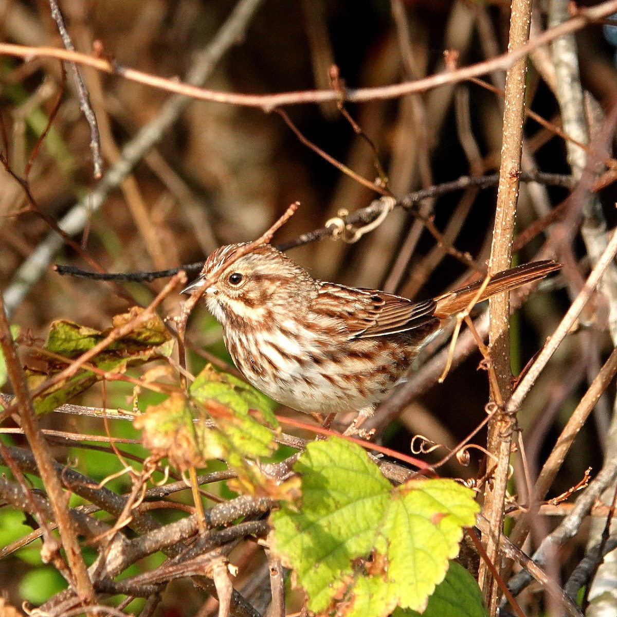 Song Sparrow - ML644226426