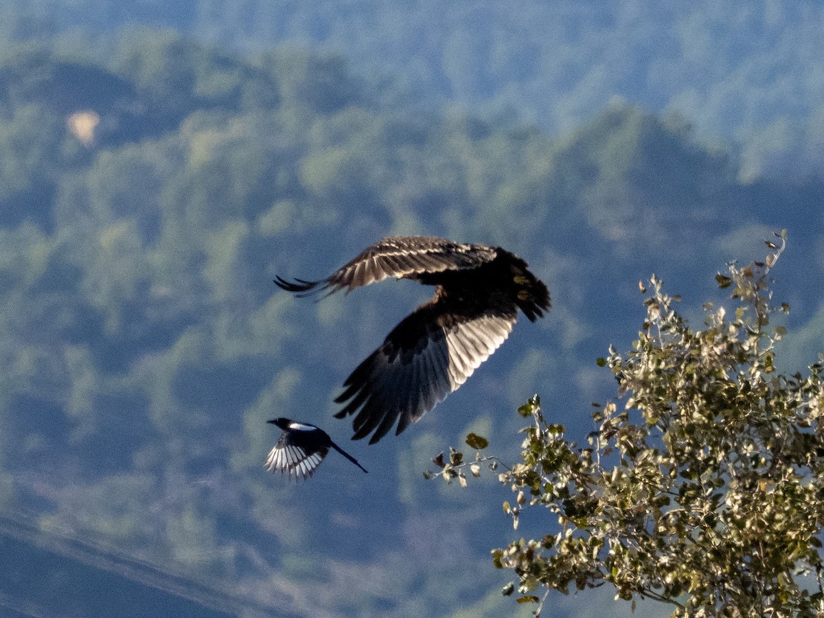 Greater Spotted Eagle - ML644226432