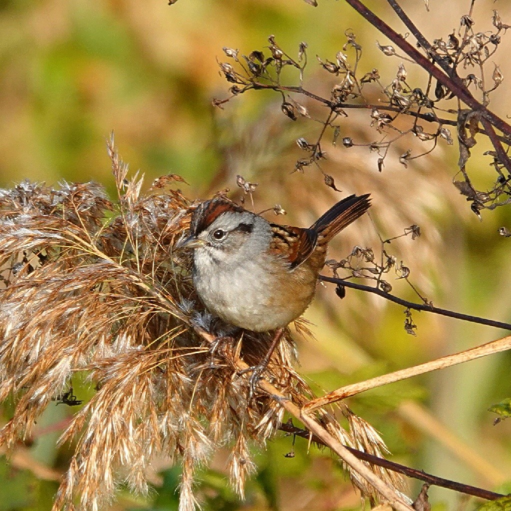 Swamp Sparrow - ML644226440