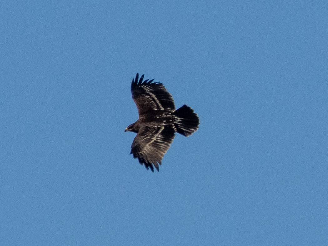 Greater Spotted Eagle - ML644226444