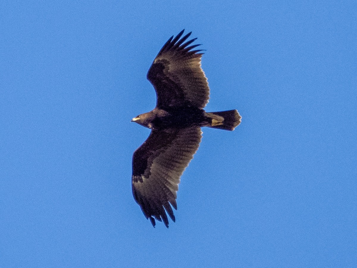 Greater Spotted Eagle - ML644226445