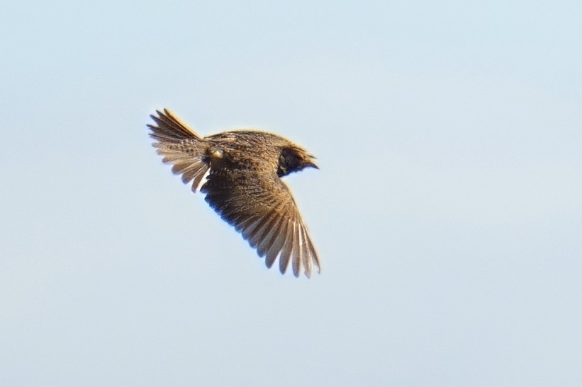 Cape Clapper Lark - ML644226448