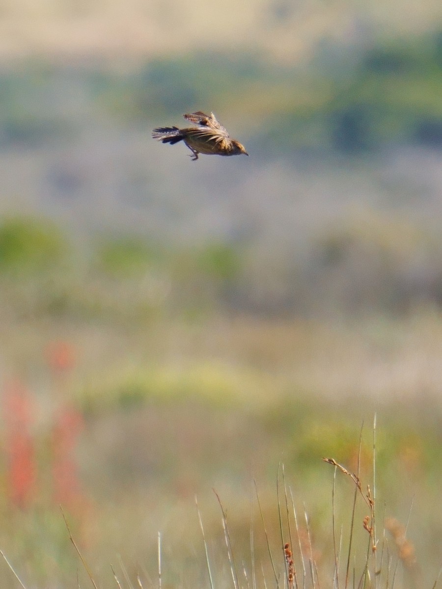 Cape Clapper Lark - ML644226451