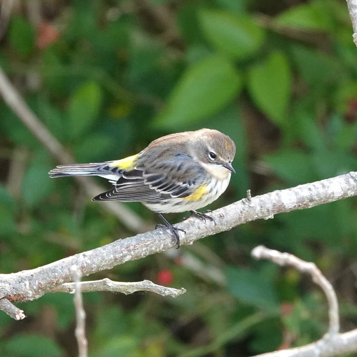 Yellow-rumped Warbler (Myrtle) - ML644226452