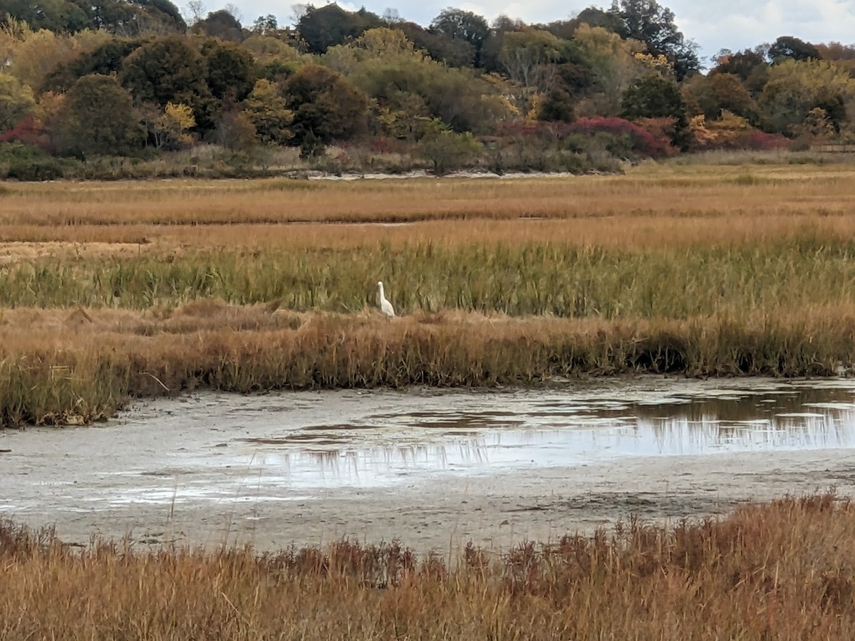 Snowy Egret - ML644226458