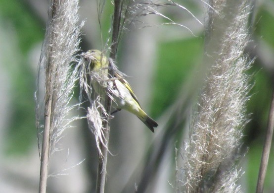 Hooded Siskin - ML644226467