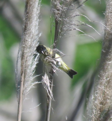 Hooded Siskin - ML644226468