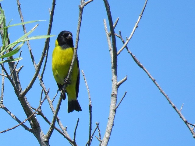 Hooded Siskin - ML644226469