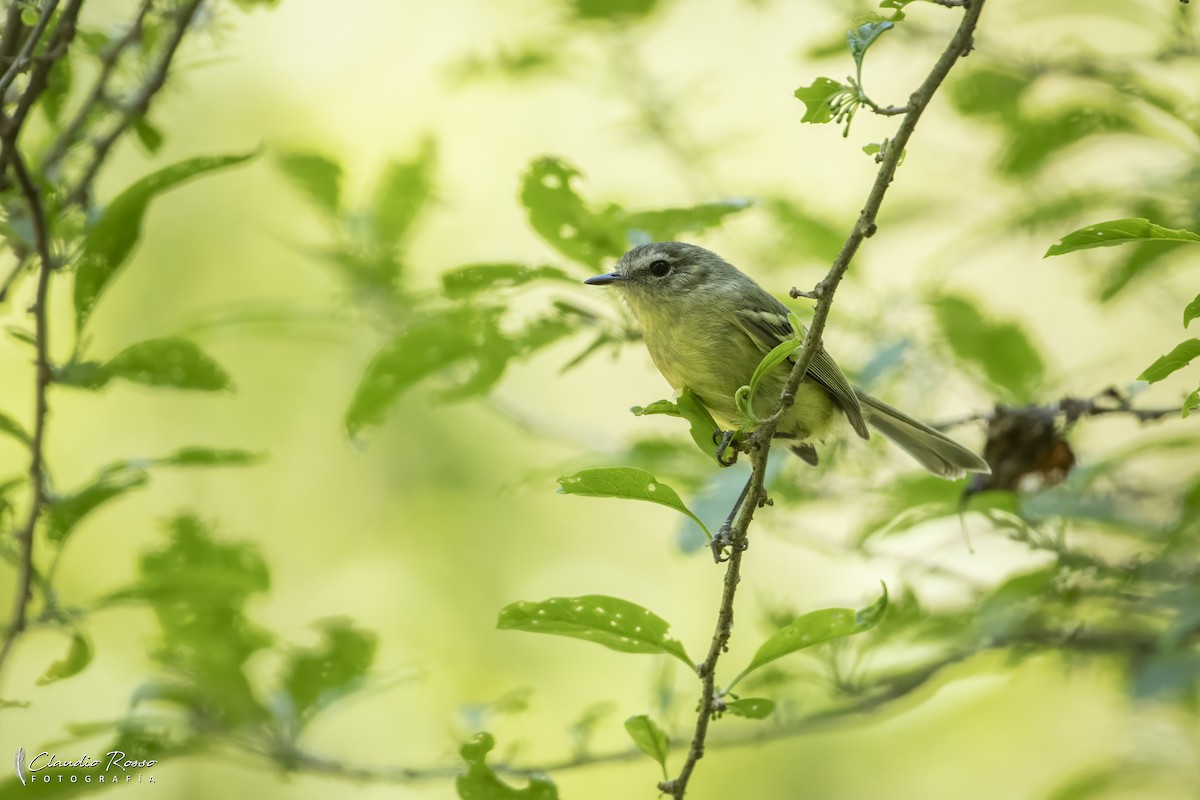Rough-legged Tyrannulet - ML644226472