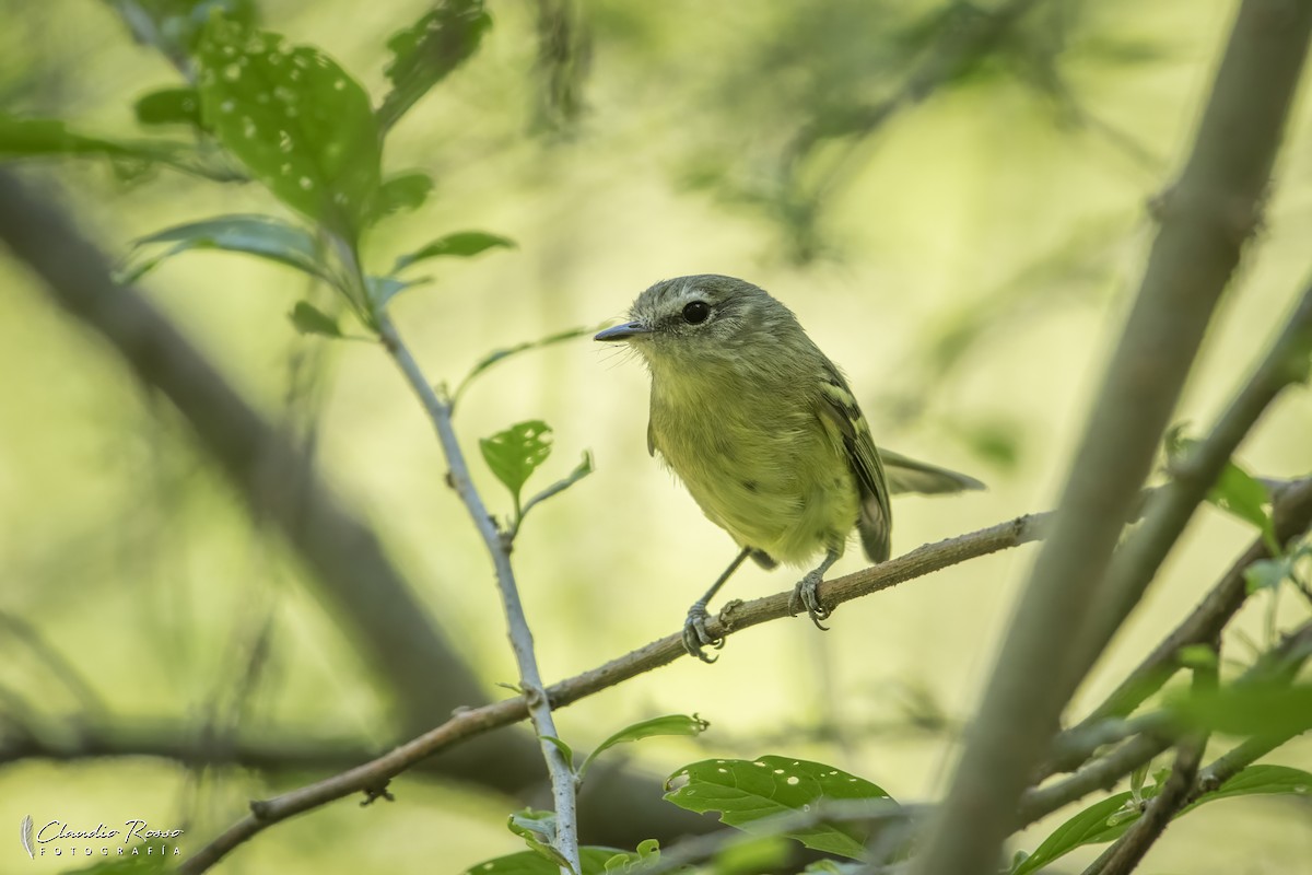 Rough-legged Tyrannulet - ML644226473