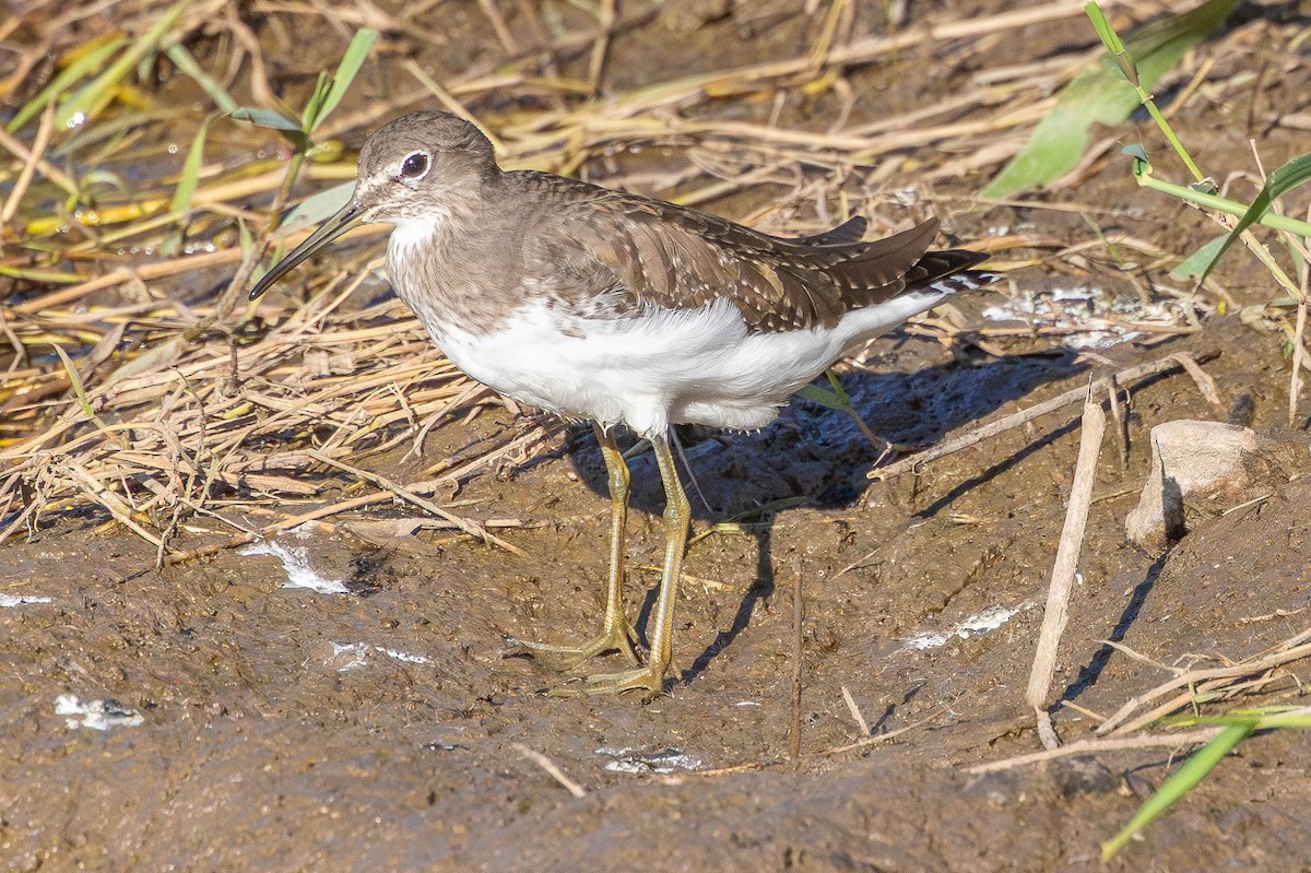 vodouš kropenatý - ML644226478