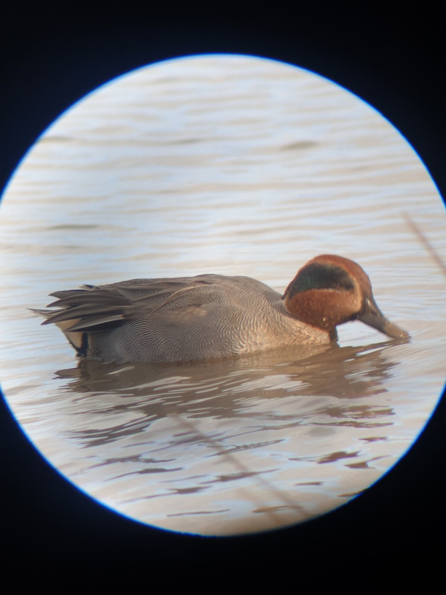 Green-winged Teal - ML644226498