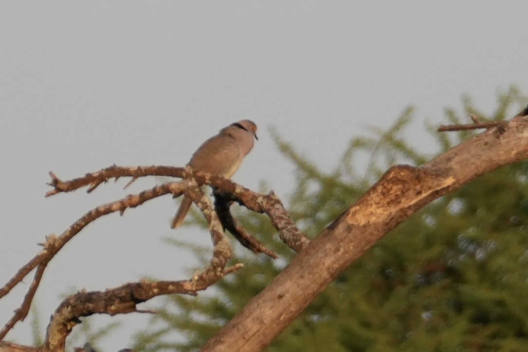 klagedue - ML644226505